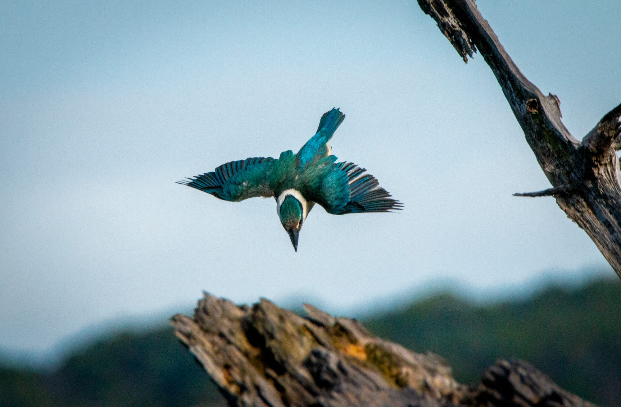 Kingfisher Dive